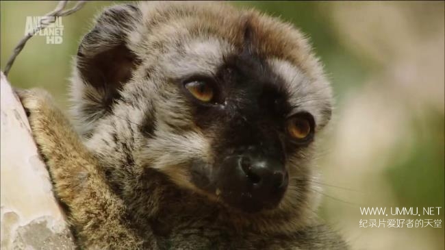 探索频道《变异星球 Mutant Planet》