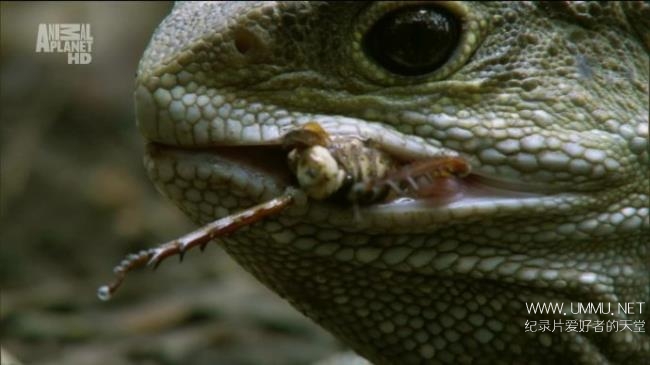 探索频道《变异星球 Mutant Planet》