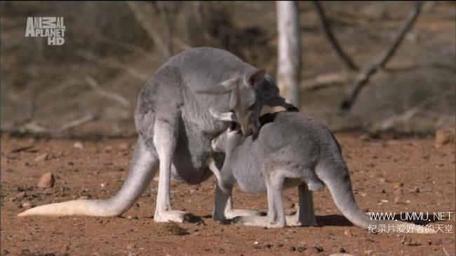 探索频道《变异星球 Mutant Planet》