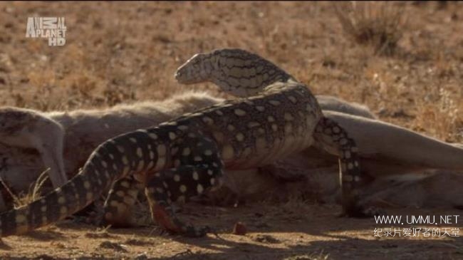 探索频道《变异星球 Mutant Planet》