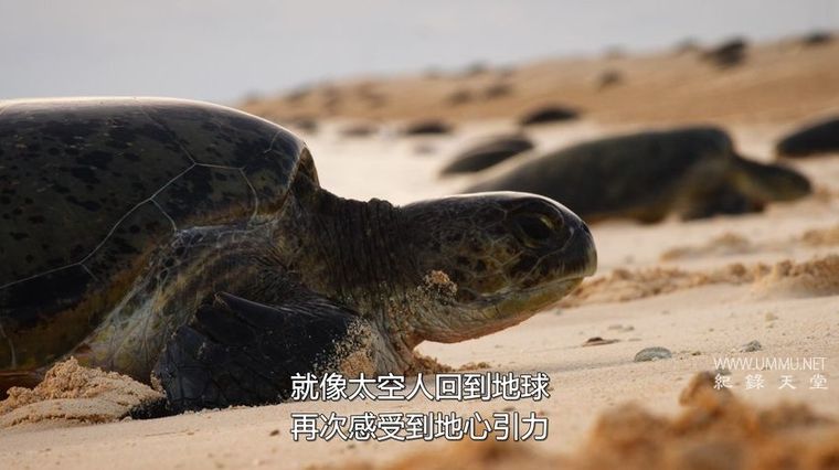 《欢迎来地球 Welcome to Earth 2021》全6集 英语中字