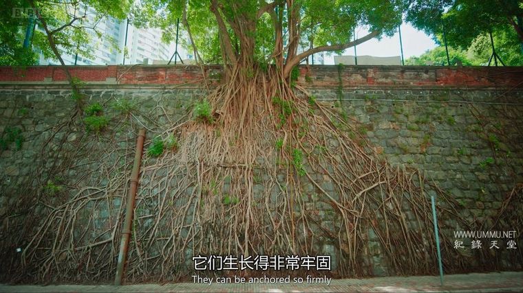 纪录片《绿色星球 The Green Planet 2022》全5集