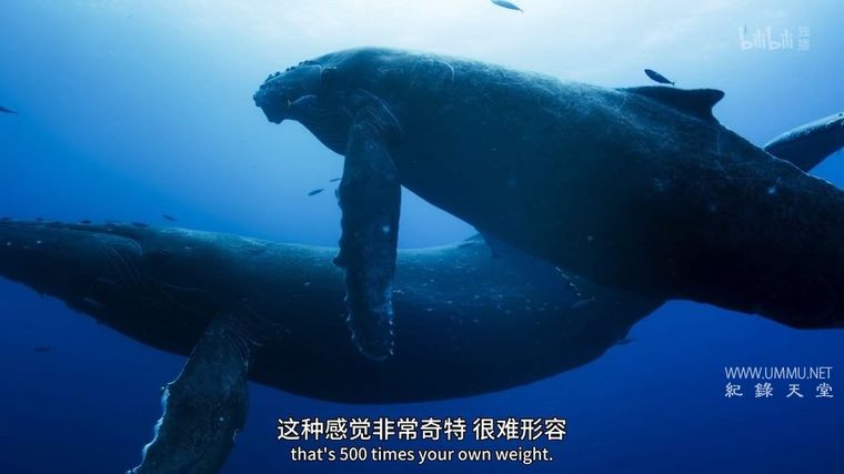 纪录片《求偶游戏 The Mating Game 2021》全6集