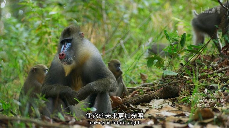 纪录片《求偶游戏 The Mating Game 2021》全6集