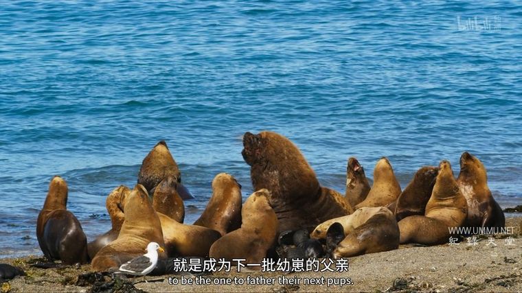 纪录片《求偶游戏 The Mating Game 2021》全6集
