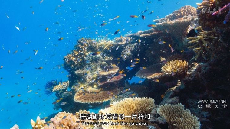 纪录片《求偶游戏 The Mating Game 2021》全6集