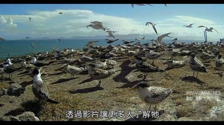 《寻找神话之鸟 Enigma: The Chinese Crested Tern 2021》