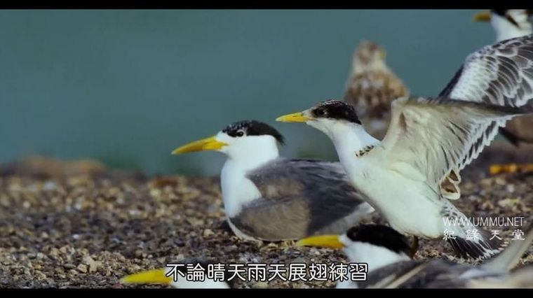 《寻找神话之鸟 Enigma: The Chinese Crested Tern 2021》